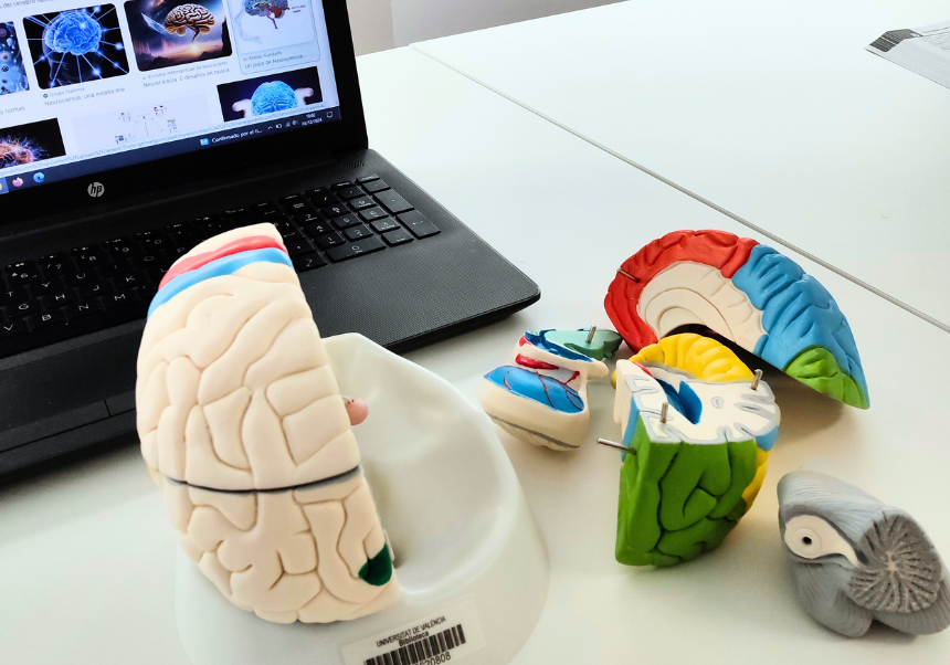 brain